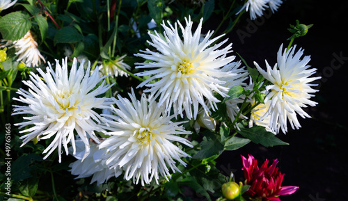 White and very spiky dahlias of the 'Playa Blanca' variety (the dwarf semi-cactus dahlia) in the garden