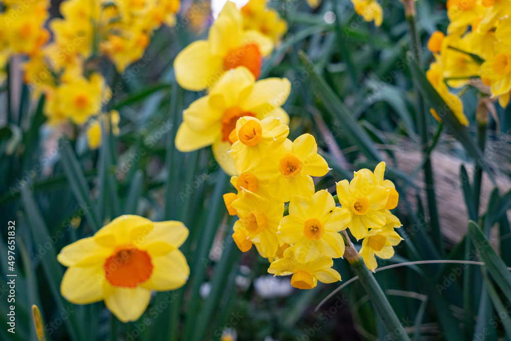 Obraz premium 黄色のスイセン(水仙)の花