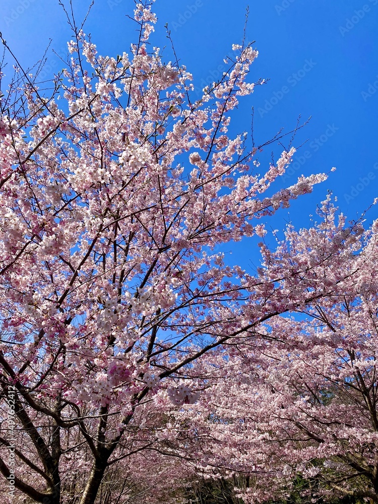 桜
