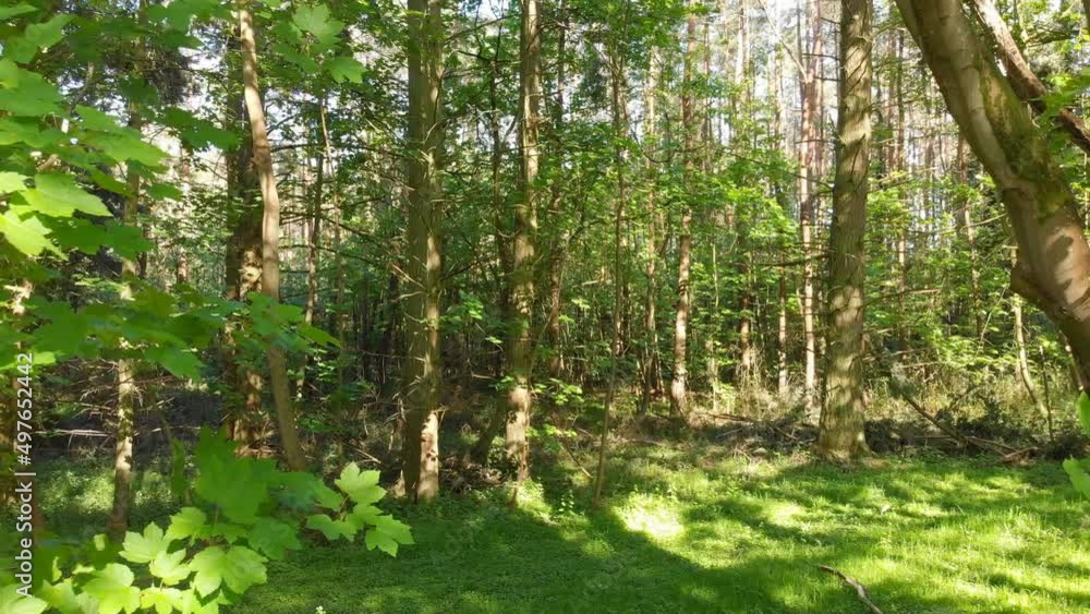 Flying between the trees in a forest glade Flying between the trees in a forest glade
