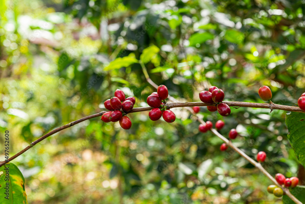 Ripe red coffee beans Ripe red coffee beans