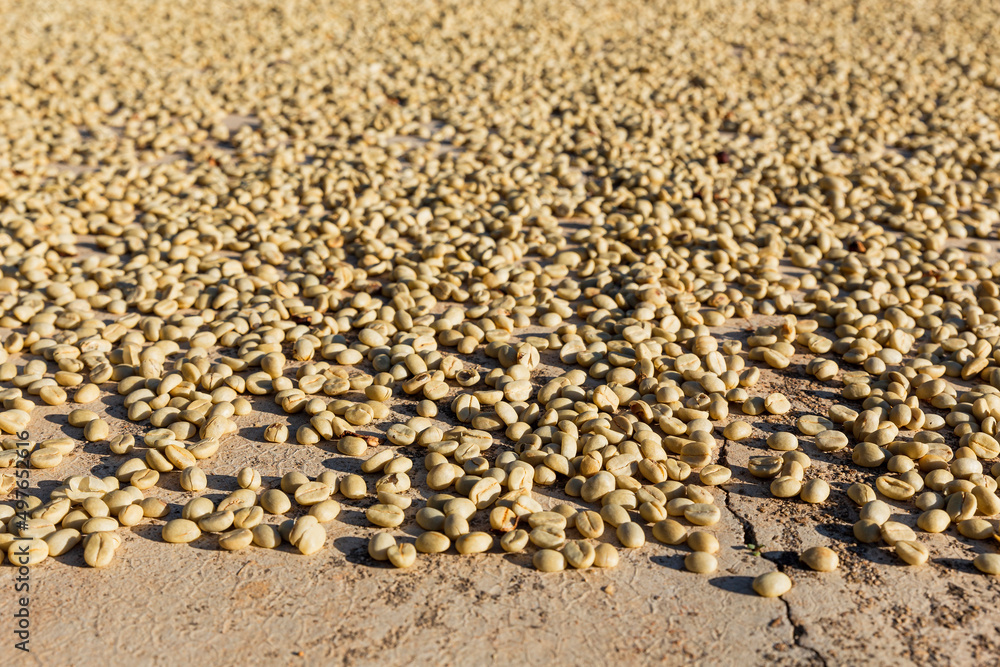 closeup of coffee beans drying in the sun closeup of coffee beans drying in the sun
