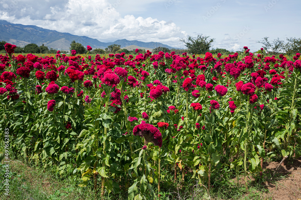 Landscape of red flowers for day of the dead Landscape of red flowers for day of the dead