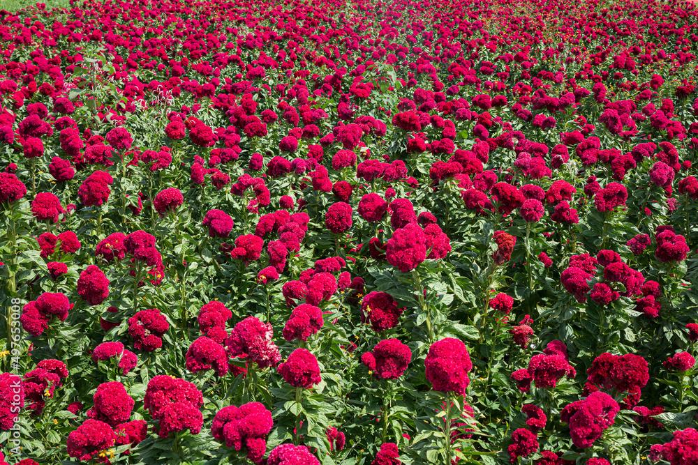 Landscape full of red flowers Landscape full of red flowers