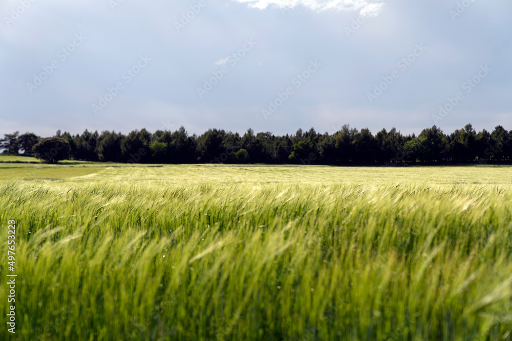 Green agricultural field with tall grass in farm Green agricultural field with tall grass in farm