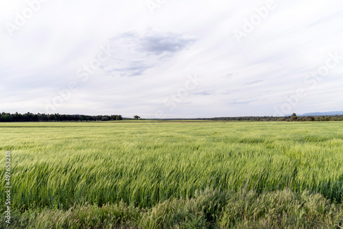Scenic grassy field under cloudy sky in countryside