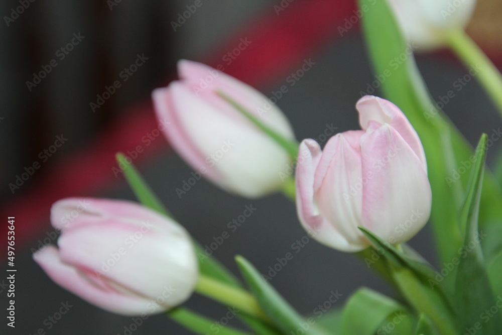Naklejka premium pink tulips on a green background