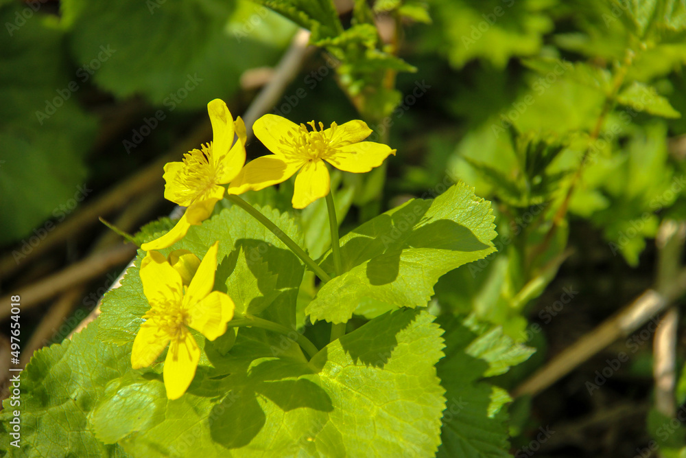 湿原の黄色い花 エゾノリュウキンカ
湿原の黄色い花 エゾノリュウキンカ