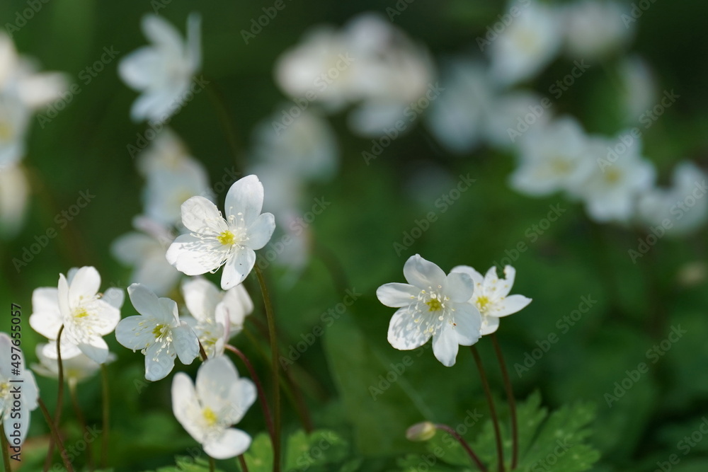 soft wind flower soft wind flower