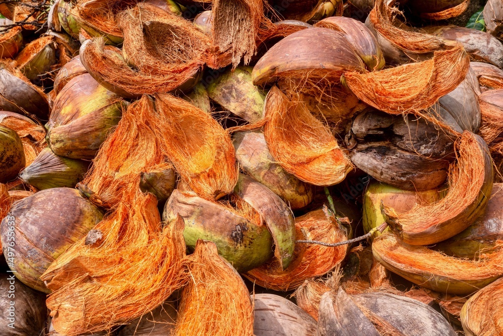 Close-up view of a large pile of coconut husks from old nuts which have been cut open to obtain the inner shell and meat which is used for copra production.