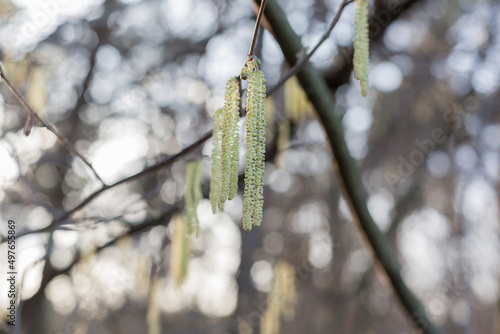 Catkins On A Tree photo