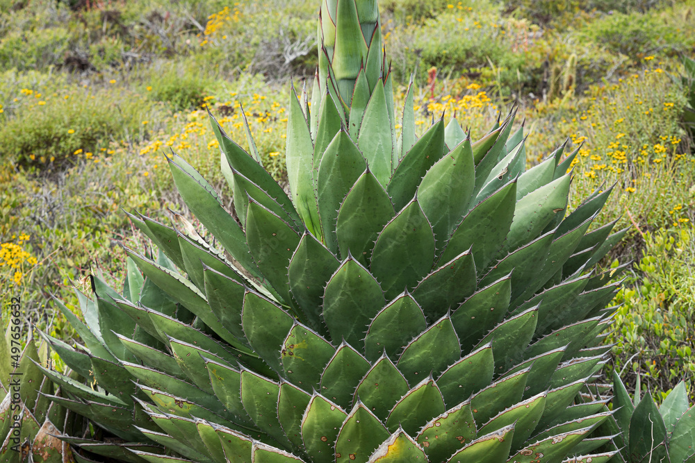 Leaves of an agave with blurred background Leaves of an agave with blurred background
