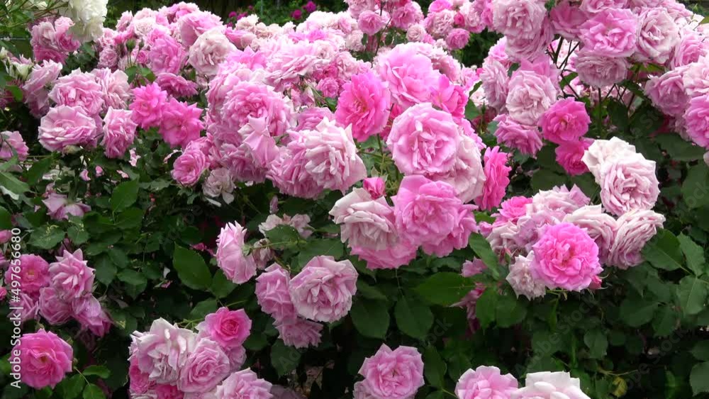 Beautiful pink roses in full bloom swaying in wind. 4K Beautiful pink roses in full bloom swaying in wind. 4K