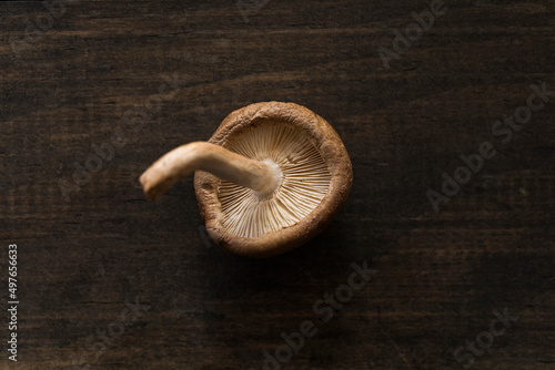 single shiitake mushroom on a table  photo