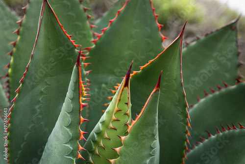 close up of the sharp leaves of an agave 