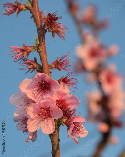 pink blossom against the blue sky