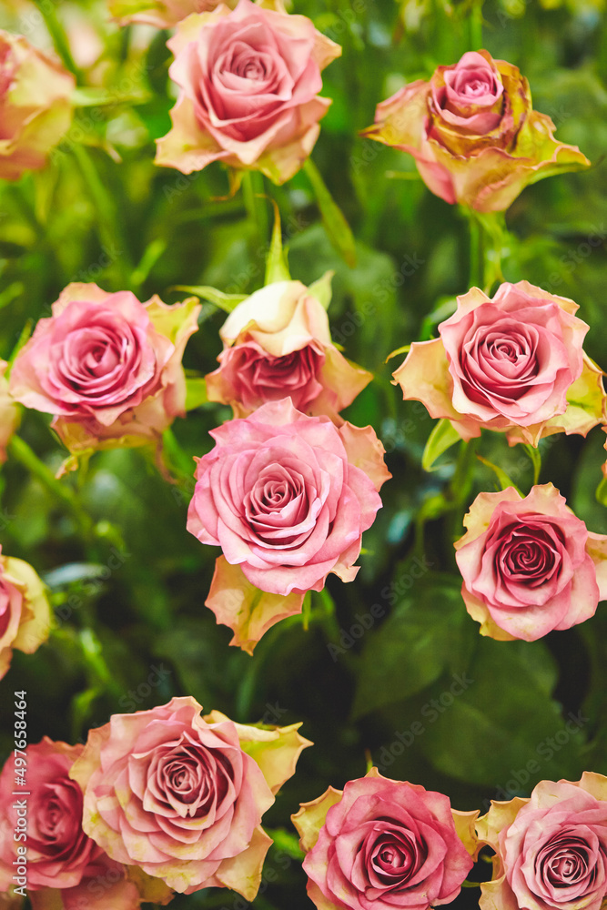 pink and yellow roses pink and yellow roses