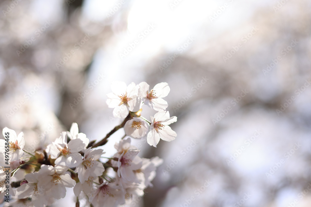 満開の桜