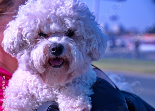 Portrait of cute little dog holding by her owner