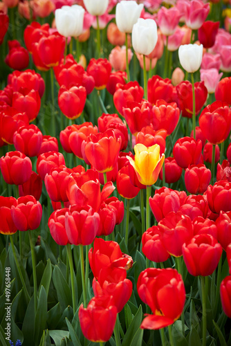 Various colored tulips in the garden