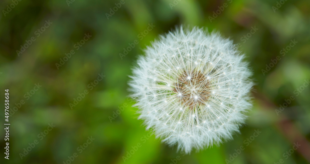 dandelion in the grass