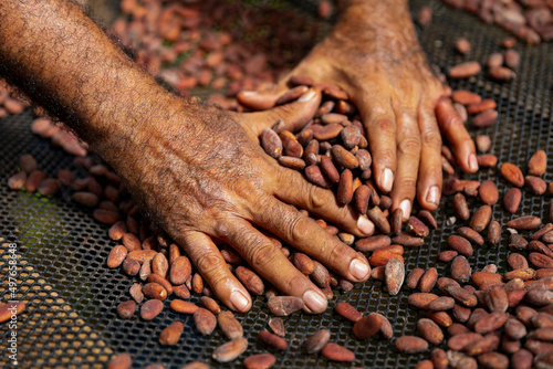 Hands in  cacao Seeds for making chocolate cocoa  photo
