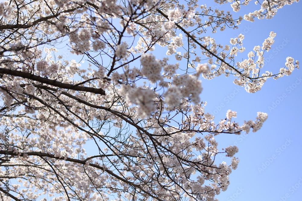 満開の桜