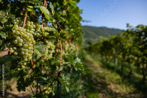 White grape hanging from a vineyard photo