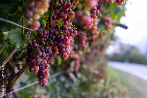 Red grape hanging from a vineyard photo