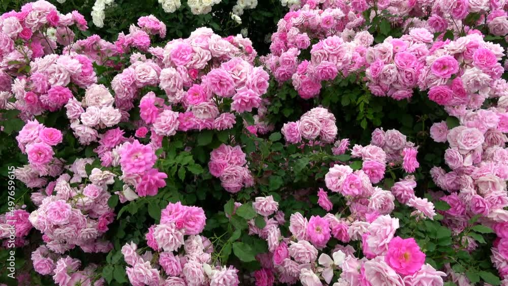 Beautiful pink roses in full bloom swaying in wind. 4K Beautiful pink roses in full bloom swaying in wind. 4K