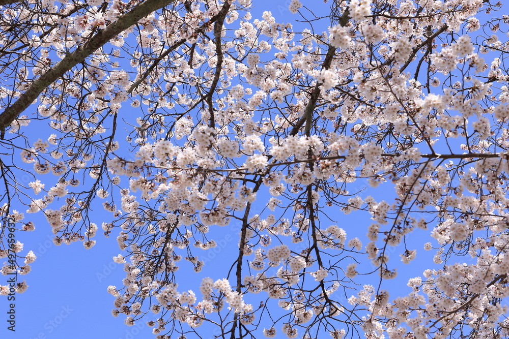 満開の桜