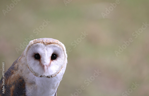 barn owl with two big eyes as you stare at the lens and the blurred background