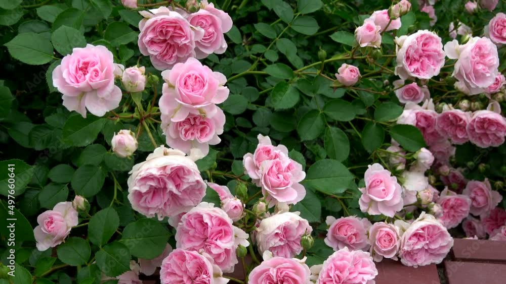 Beautiful pink roses in full bloom swaying in wind. 4K Beautiful pink roses in full bloom swaying in wind. 4K