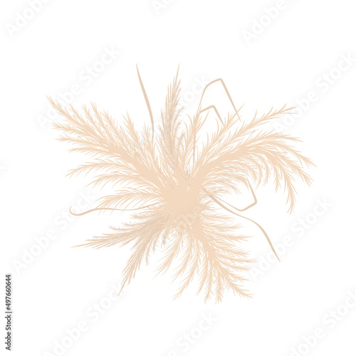 Dry pampas grass. Wedding bouquet design. Beige cortaderia in boho style. Vector flowers isolated on white background. Trendy element for invitations, postcards, social media, stickers.