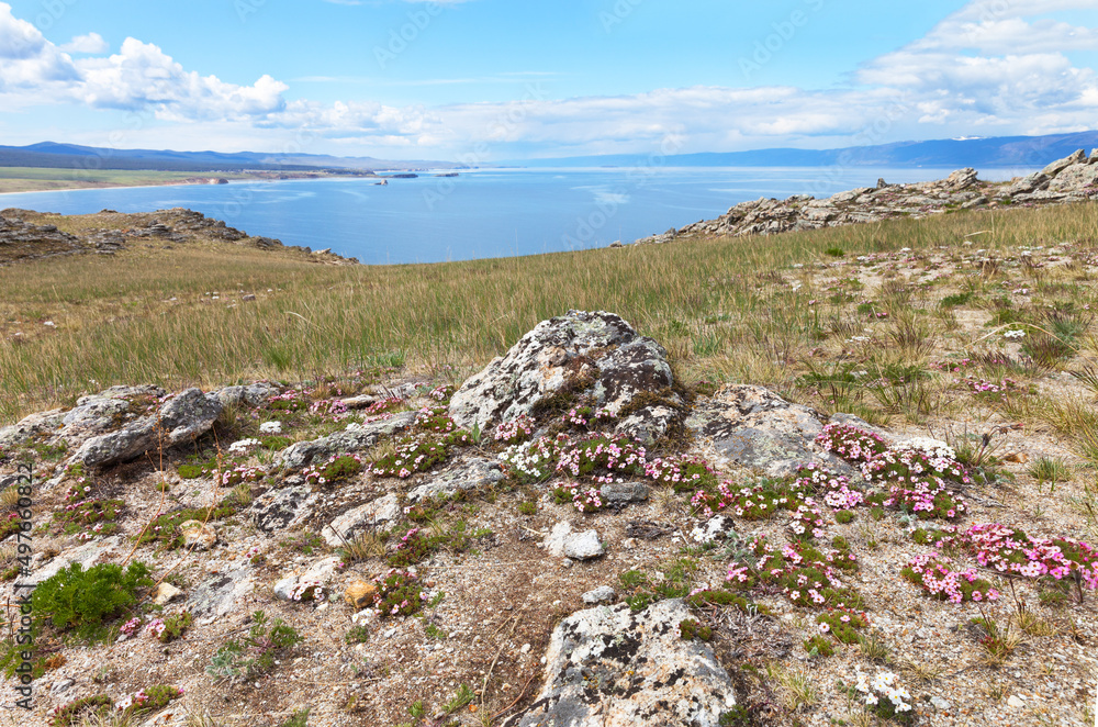 Baikal Lake in May On the shores of Olkhon Island, small flowers of pink and white saxifrage bloom. Beautiful spring landscape. Natural background. Spring travel and hike Baikal Lake in May On the shores of Olkhon Island, small flowers of pink and white saxifrage bloom. Beautiful spring landscape. Natural background. Spring travel and hike