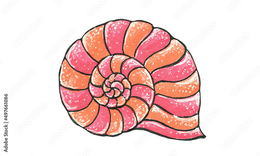 Watercolor illustration with a seashell. Illustration on white background. Sea and ocean life.