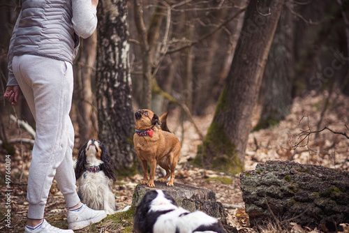 Dog family listening to their human. Small funny doggies in a woodland. Young woman with grey sports pants. Selective focus on the details, blurred background.