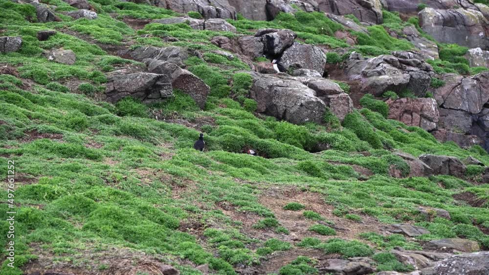 Couple of Atlantic Puffins walking around the burrow on the island- Tripod shot Couple of Atlantic Puffins walking around the burrow on the island- Tripod shot