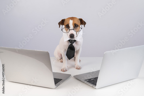 Jack Russell Terrier dog in glasses and a tie sits between two laptops on a white background. © Михаил Решетников
