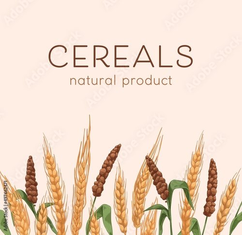 Cereal plants border on background with grain crops, barley and millet drawing. Natural food cover with spikelets, ears, seeds. Package design template. Realistic hand-drawn vector illustration