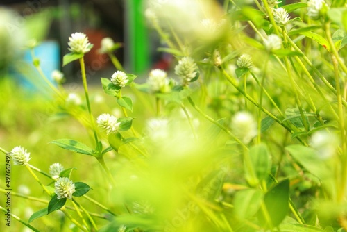 green background of gomphrena celosioides mart. photo