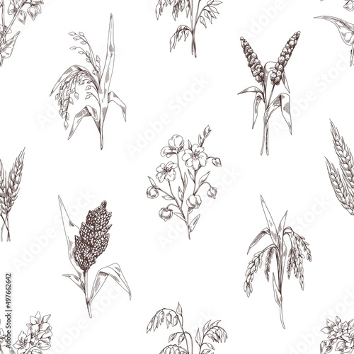 Seamless cereal pattern. Vintage background with engraved grain crops, spikelets print. Repeating texture design with plants drawings in retro style. Hand-drawn vector illustration for wrapping