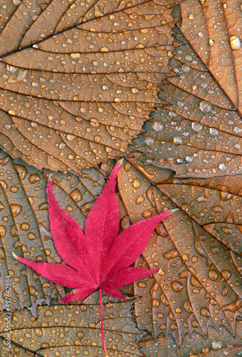 Japanese maple leaf magnolia leaves autumn raindrops photo