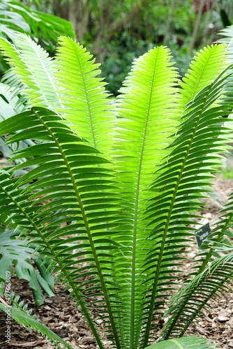 leaves of tropical plants