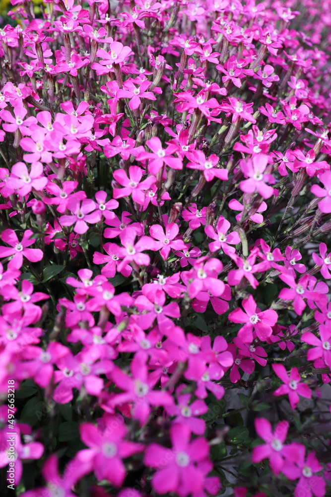 満開に咲いたシレネの花