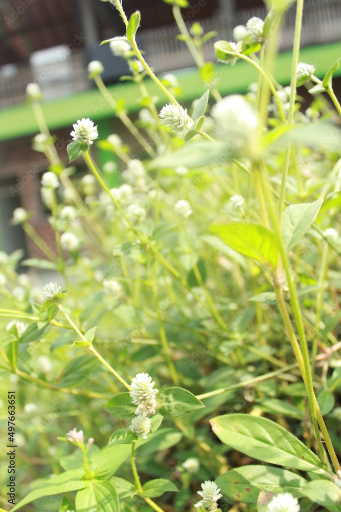 green background of gomphrena celosioides mart. green background of gomphrena celosioides mart.