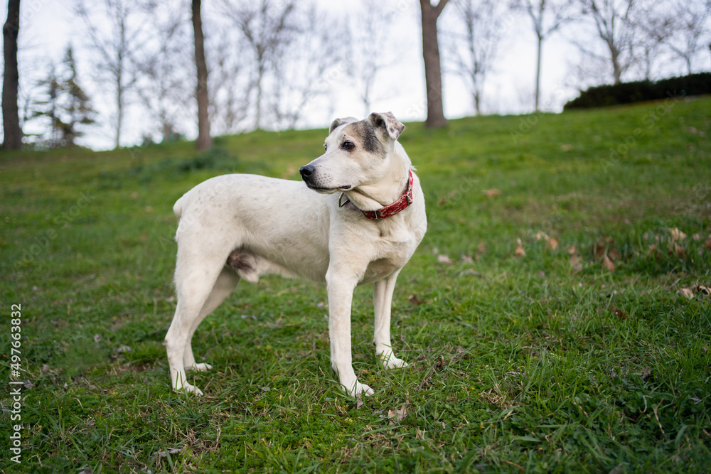 Portrait Of A White Mixed-Breed Dog In The Forest. Portrait Of A White Mixed-Breed Dog In The Forest.