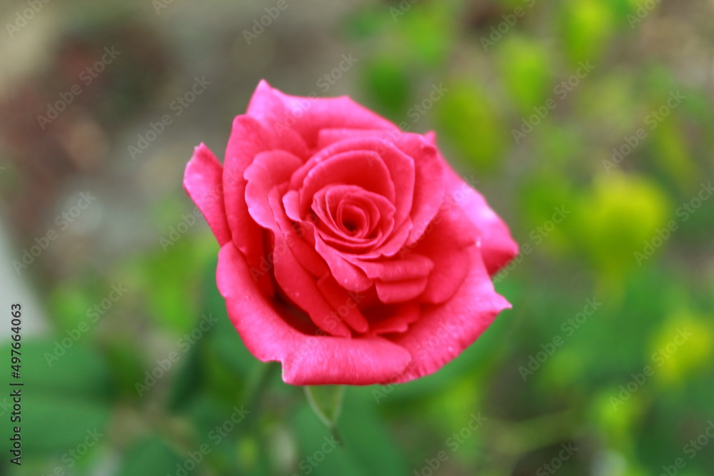 pink rose blooming in the garden pink rose blooming in the garden