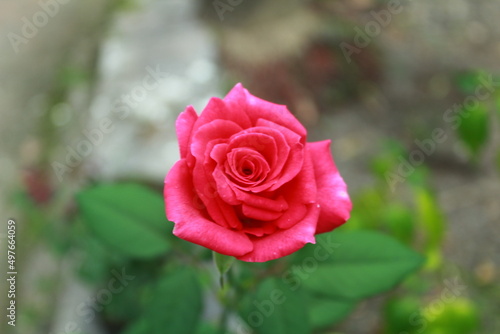 Wallpaper Mural pink rose blooming in the garden Torontodigital.ca