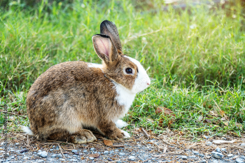 Lovely furry Cute bunny, rabbit in meadow beautiful spring scene, looking at something while sitting on green grass over nature background. Lovely furry Cute bunny, rabbit in meadow beautiful spring scene, looking at something while sitting on green grass over nature background.